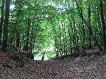 Wald